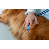 cardiologista para pet cães contato Heliópolis