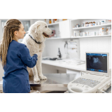 Cardiologista para Cachorro de Médio Porte