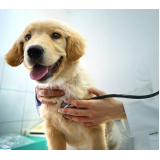 Cardiologista para Cães de Médio Porte