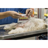 castração cachorro macho Paineiras do Morumbi