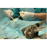 castração de gata fêmea Indianópolis