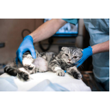 castração de gato macho Saúde