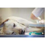 cirurgia castração cachorro marcar Santa Cruz