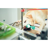 cirurgia de castração de cachorro marcar Campo Belo