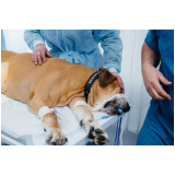 cirurgia de castração de cachorro Real Parque