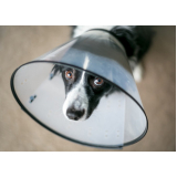 cirurgia de castração de cadela marcar Aeroporto