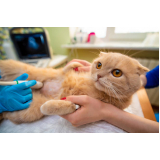 cirurgia de castração de gata Vila Cordeiro