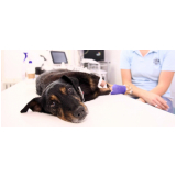 cirurgia de castração em cadelas marcar Ipiranga