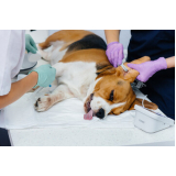 cirurgia de catarata cachorro Jardins