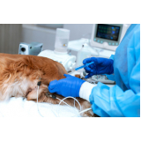 cirurgia de catarata em cães marcar Vila Mariana