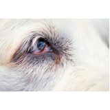 cirurgia de catarata em cães Ipiranga