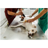 cirurgia de hérnia em cachorro marcar Ibirapuera