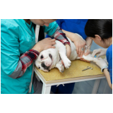 cirurgia de hernia perineal em cães Granja Julieta