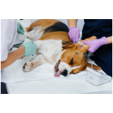 cirurgia de luxação de patela em cães marcar Vila Uberabinha