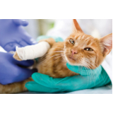 cirurgia ortopédica em gatos Aeroporto