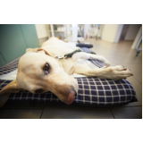 cirurgia ortopédica para cachorro valores Campo Grande