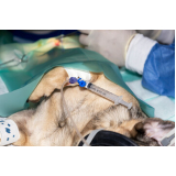 cirurgia ortopédica para cachorro Campo Grande