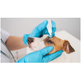 Cirurgia de Catarata para Cachorro