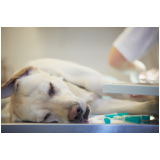 cirurgia para cães marcar Heliópolis