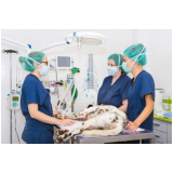 cirurgia para retirar tumor de cachorro marcar Jabaquara