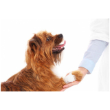 cirurgia para retirar tumor de cachorro Ibirapuera