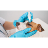 Cirurgia de Luxação de Patela em Cães