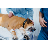 Cirurgia para Cães