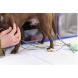 clinica de exame de urina em cachorro Cidade Monções