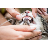 clínica de odontologia de pequenos animais Jardim Luzitânia
