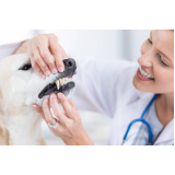 clínica de odontologia para animais Cidade Ademar