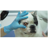 clínica de oftalmologista canino Vila Uberabinha