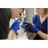 clínica de oftalmologista de cães Heliópolis