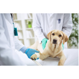clínica de ortopedia para cães Jardim Luzitânia