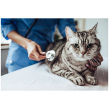 clínica de ortopedista para gatos Cidade Jardim