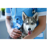 clinica de vacina contra leptospirose para cães Santo Amaro
