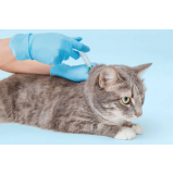 clinica de vacina de leptospirose para gatos  Fazenda Morumbi