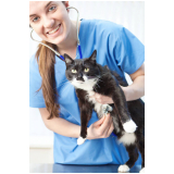 clínica especializada em cardiologia especializada em gatos Moema