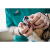 clínica especializada em odontologia de pequenos animais Santa Cruz