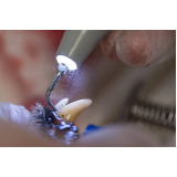 clínica especializada em odontologia em pequenos animais Vila Tramontano