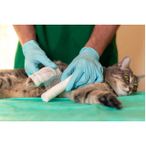clínica especializada em ortopedia especializada em gatos Alto da Boa Vista