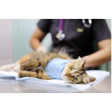 clínica especializada em ortopedista para gatos Jardim Leonor