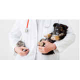 clínica exames veterinários Paineiras do Morumbi