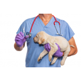clínica que faz castração de cachorra Pacaembu