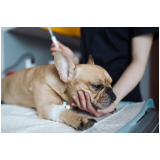 clinica que faz cirurgia de hérnia em cachorro Jardim Luzitânia