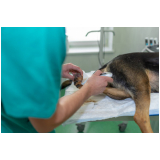clinica que faz cirurgia em cachorro Socorro