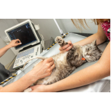 clínica veterinária especializada em gatos contato Alto da Boa Vista
