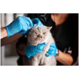 clínica veterinária especializada em gatos telefone Real Parque
