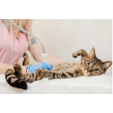 clínica veterinária especializada em gatos Jardim Luzitânia