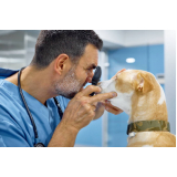 clínica veterinária oftalmológica contato Cerqueira César