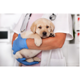 clínica veterinária para cachorros telefone Vila Cruzeiro